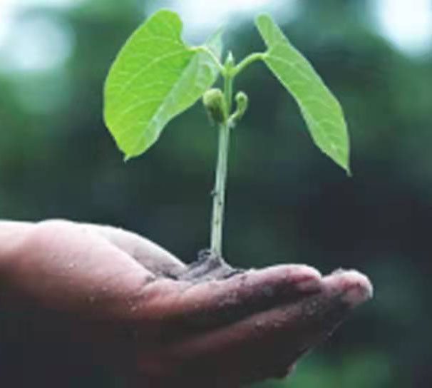 植树节 | 每一颗树，都是专心种下的希望